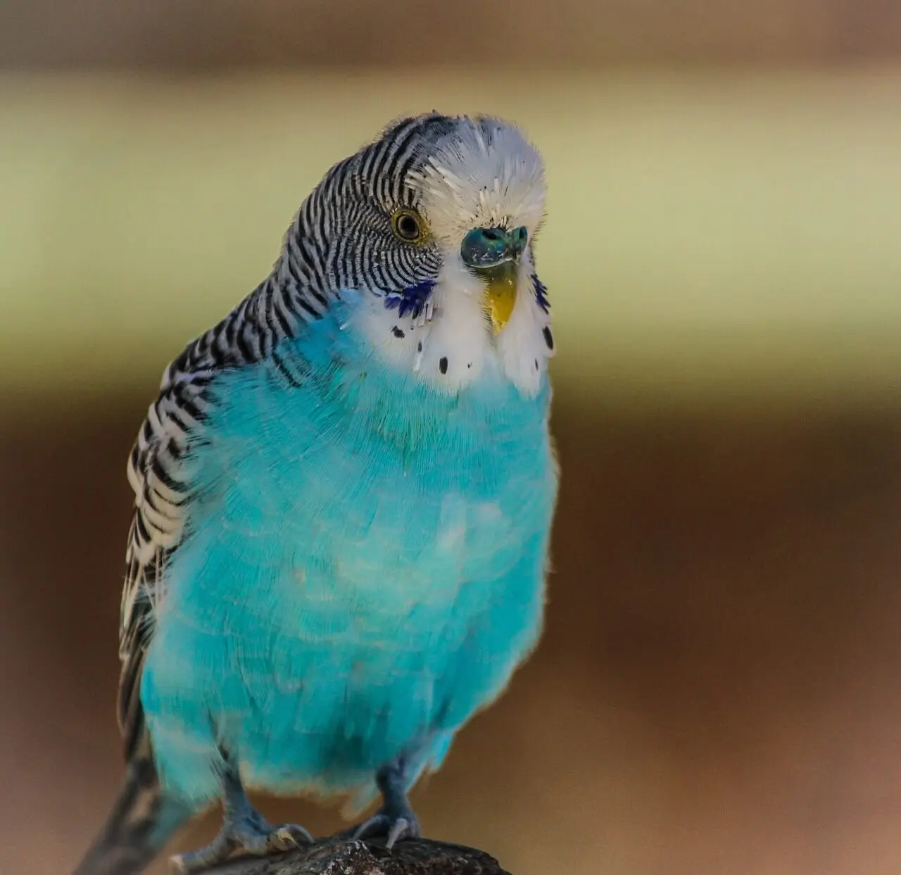 Close-up of a molting budgerigar with new feathers growing in.