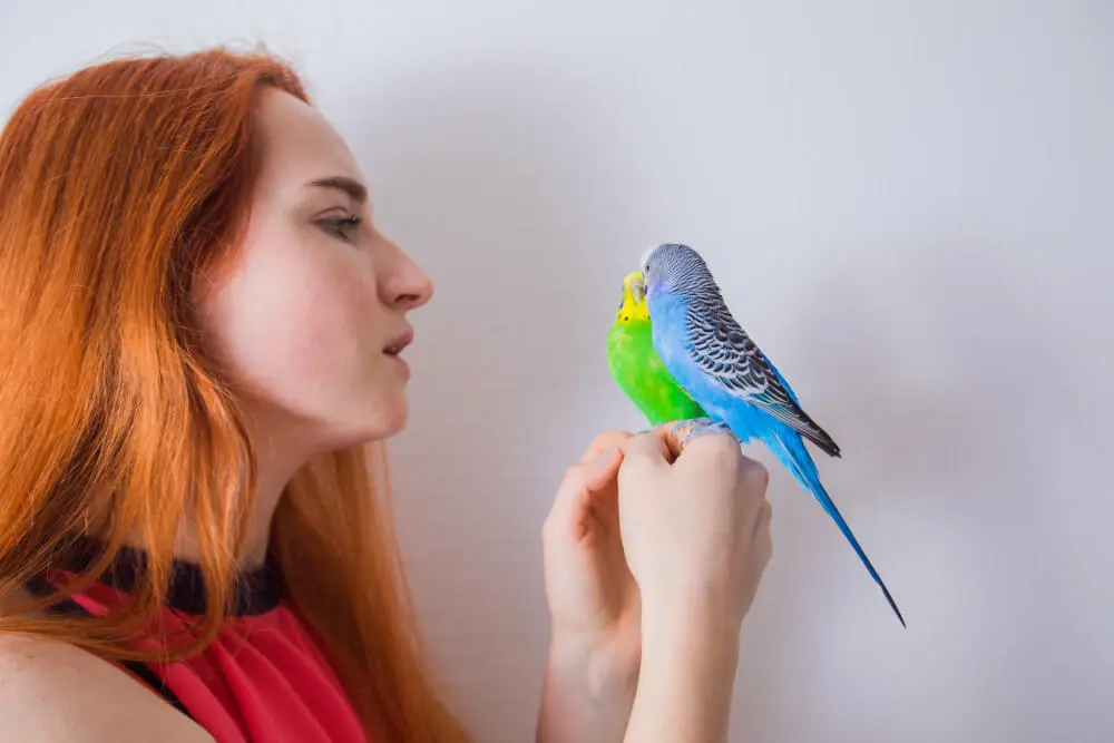 Red-haired woman gently holding a blue and green budgerigar, bird looking at her.