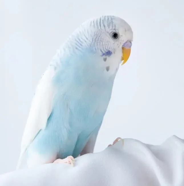 Close-up of a blue budgerigar with a smooth, healthy beak.