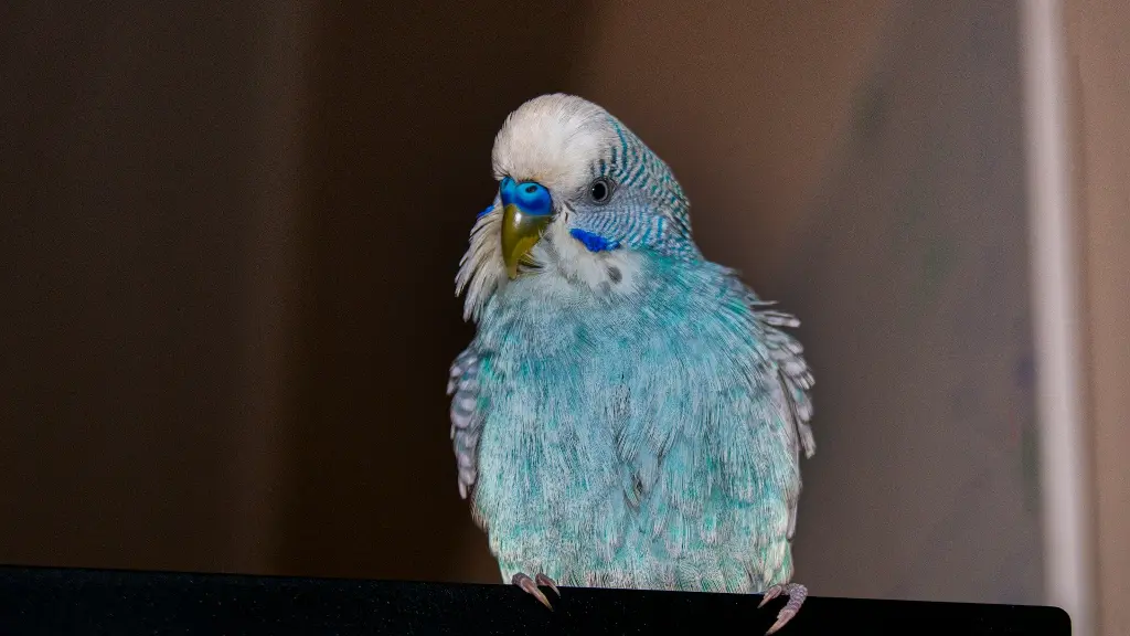 Fluffed-up blue budgerigar showing signs of stress.