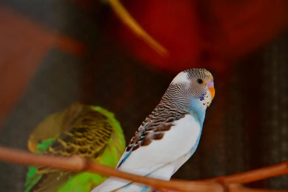 Budgerigar in a covered cage at night.