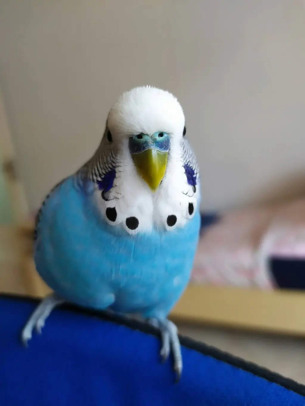 Close-up view of a budgerigar's beak with detailed texture.