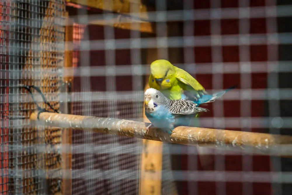 A yellow budgerigar mating with a blue budgerigar on a perch inside an aviary.