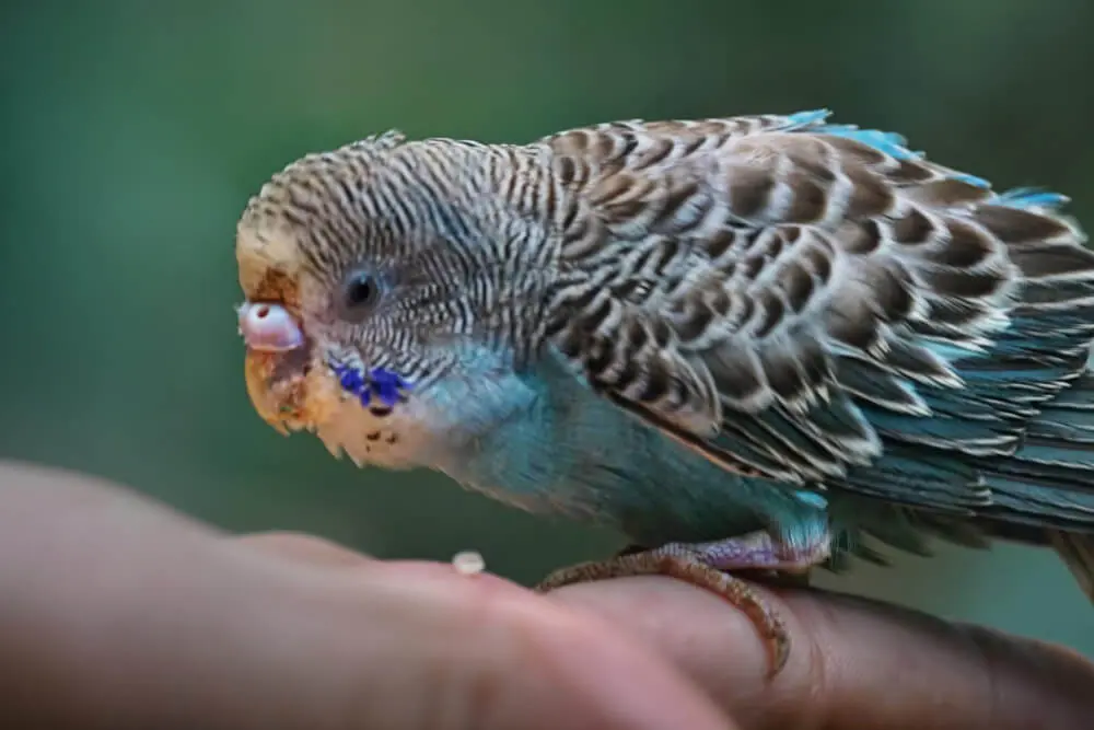 Budgerigar showing signs of vitamin deficiency being cared for on a hand.