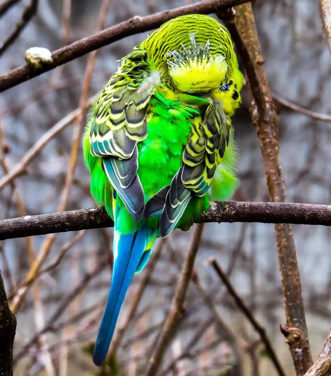 Budgerigar preening its feathers while perched on a branch.