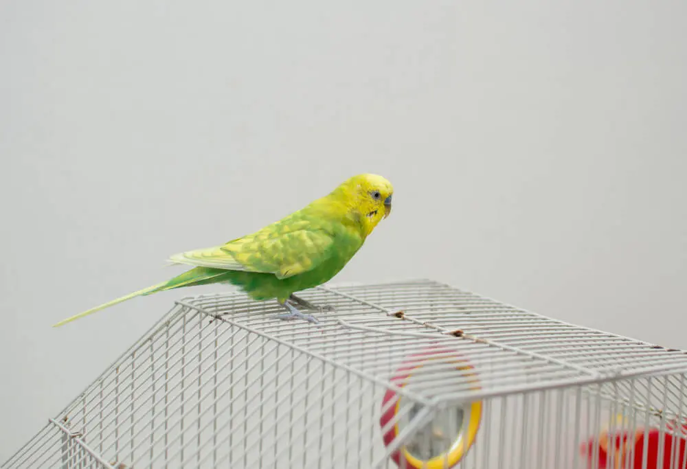 Green and yellow budgie perched on top of a cage.