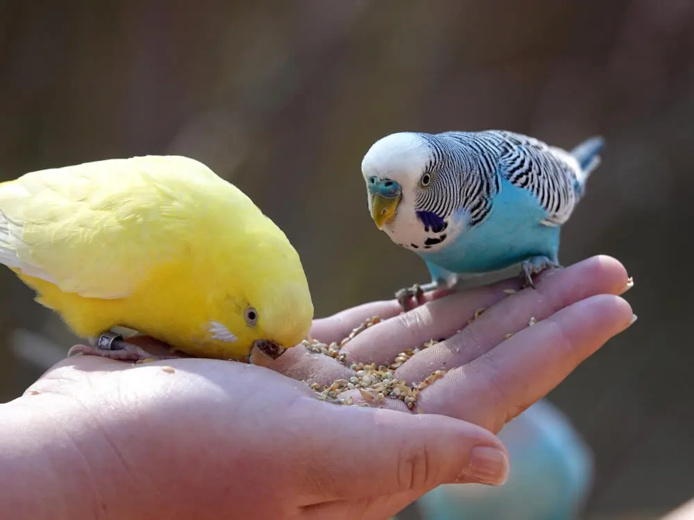 Two budgerigars eating grains from a person's hand.