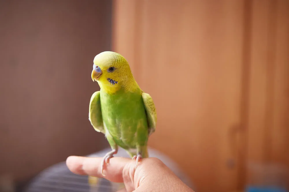 Young budgerigar perched on a person's finger, showing a developing cere.