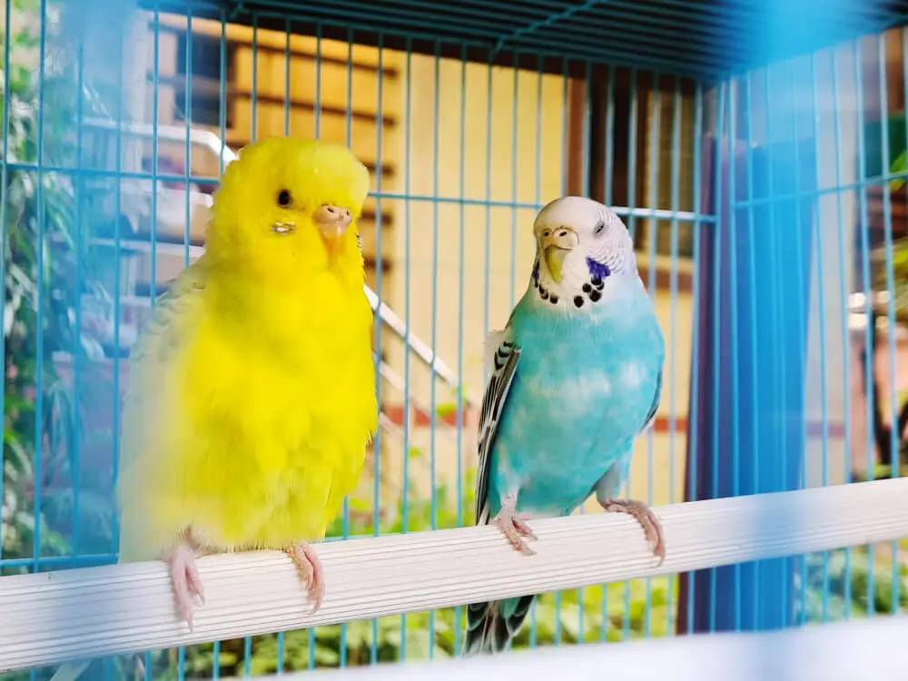 Yellow and blue budgerigars perched inside a cage, looking out. 