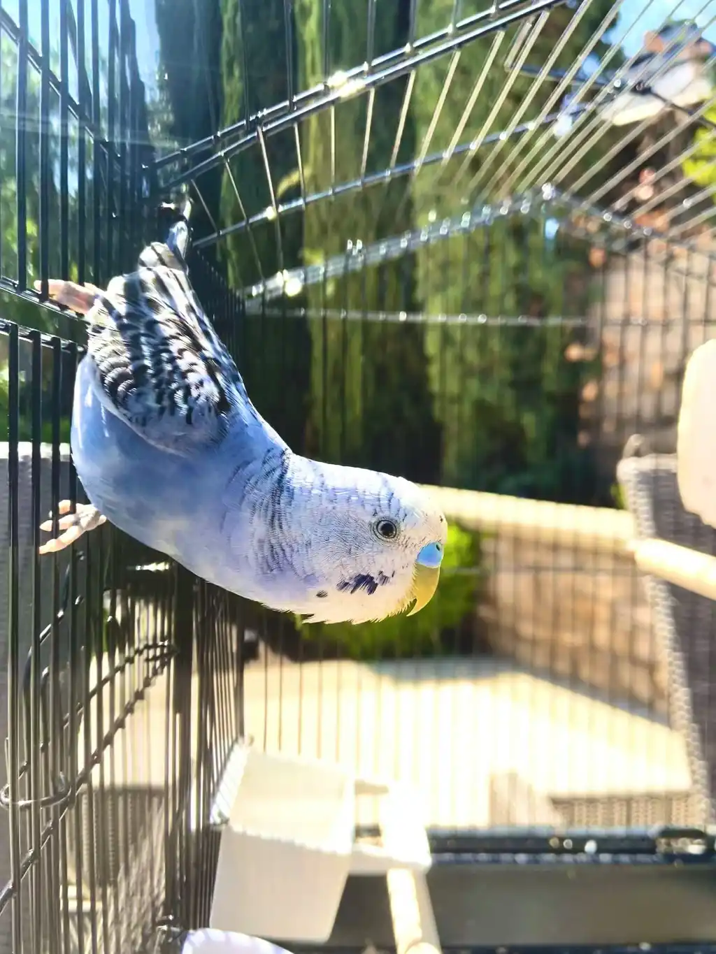 An energetic budgerigar climbing in its cage.