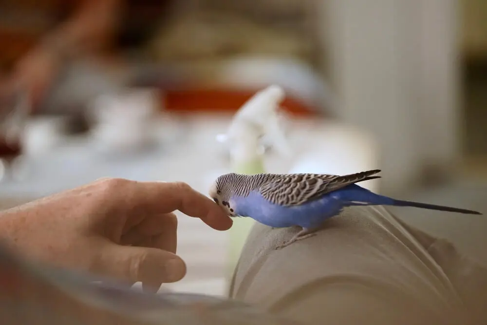 Person interacting with a blue budgerigar, practicing hand-taming techniques.