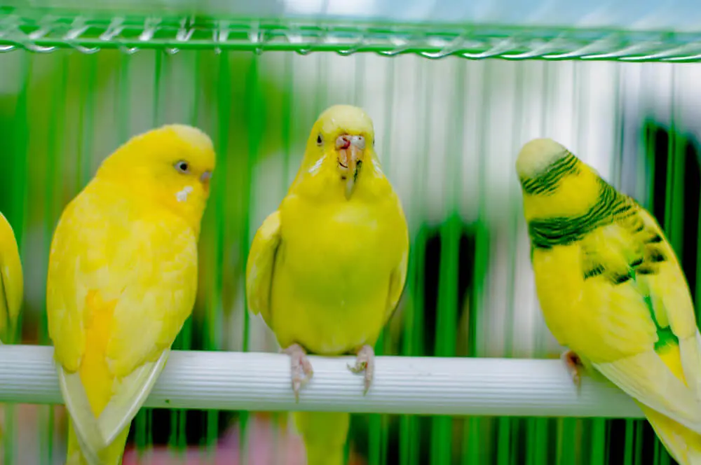 Yellow budgerigar with an overgrown beak sitting on a perch.