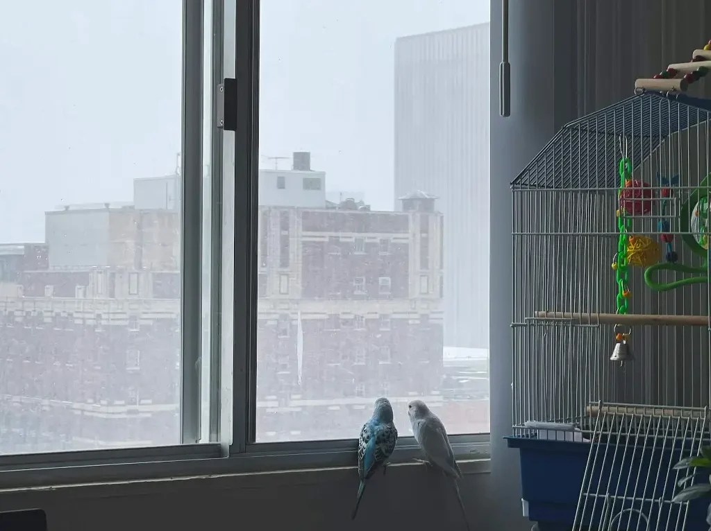 Two budgerigars engaging with toys in a spacious cage.