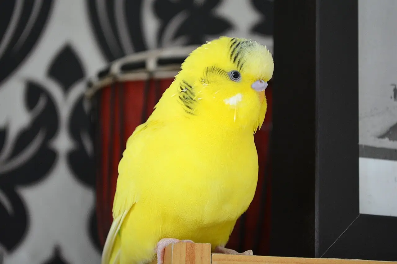 Close-up of a budgerigar with a pinkish cere indicating it is a young male.