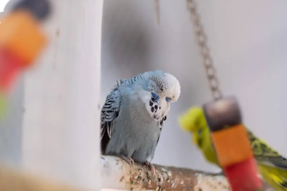 A gray budgerigar looking out pensively from its cage.