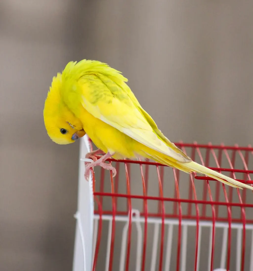 Yellow budgerigar grooming its feathers after a bath.