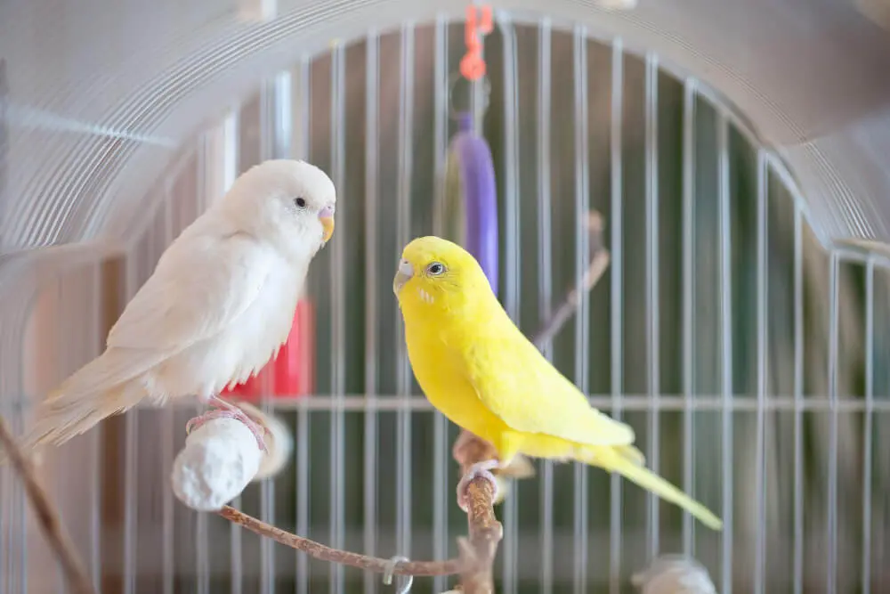 Ideal bird cage setup for a budgerigar with perches and toys.