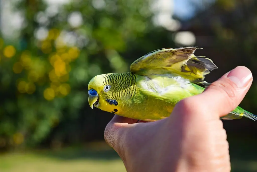 A person gently holding and interacting with a budgerigar outdoors.