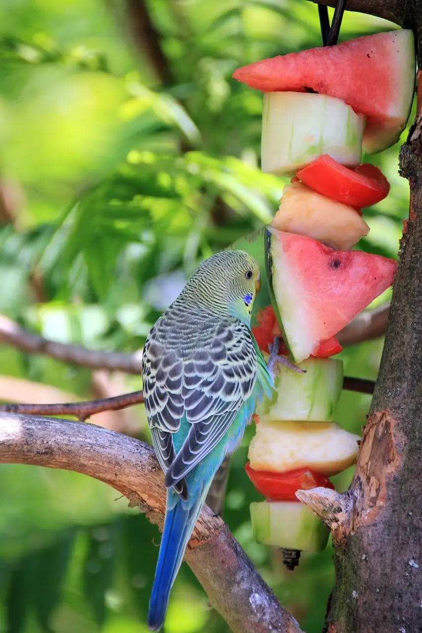 Budgerigar enjoying a balanced diet with fresh fruits and vegetables on a skewer.