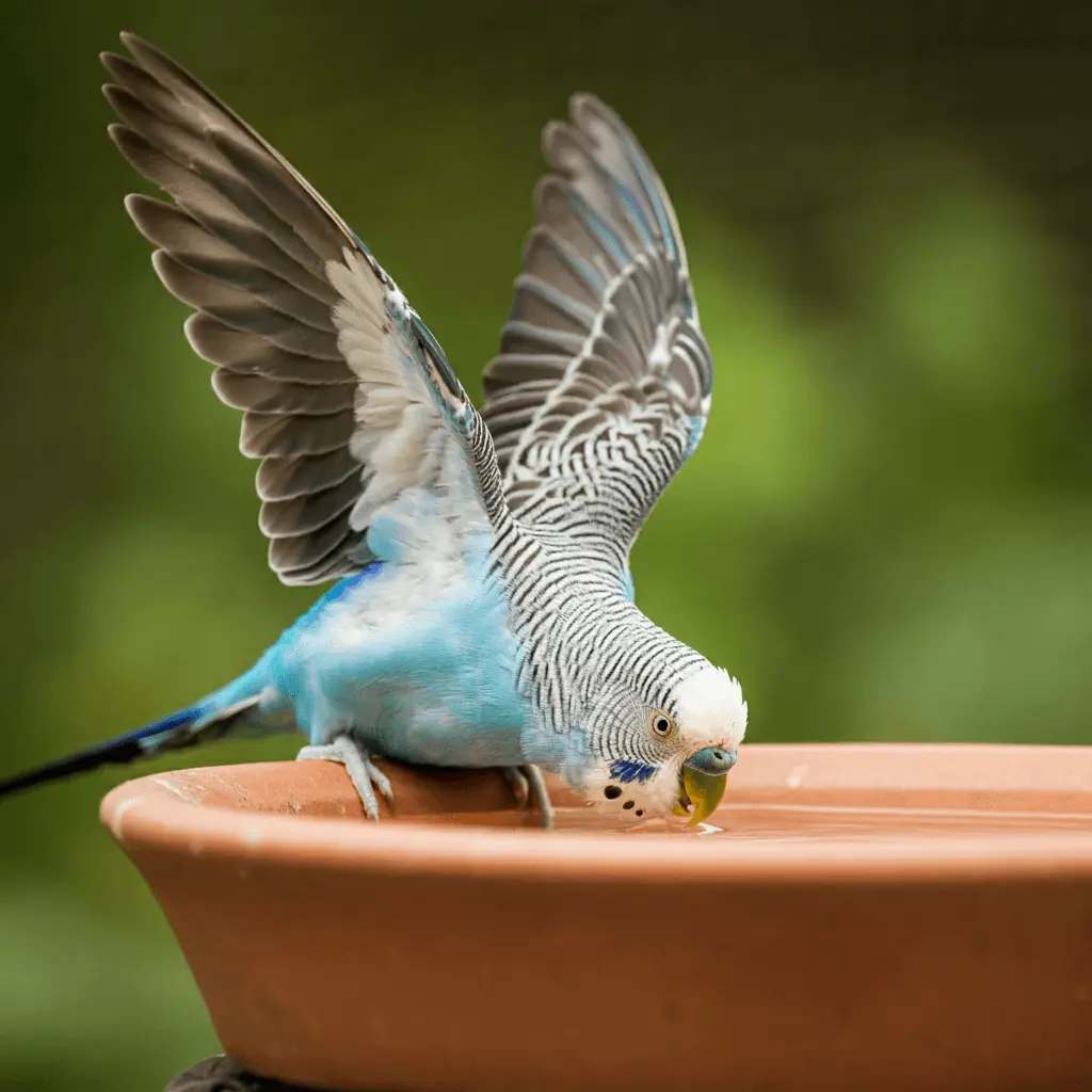 Budgerigar drinking water from a bowl in a garden