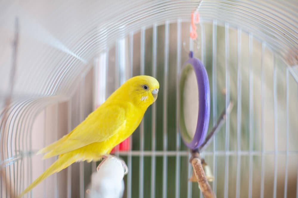 Yellow budgerigar perched next to a purple mirror inside a birdcage.