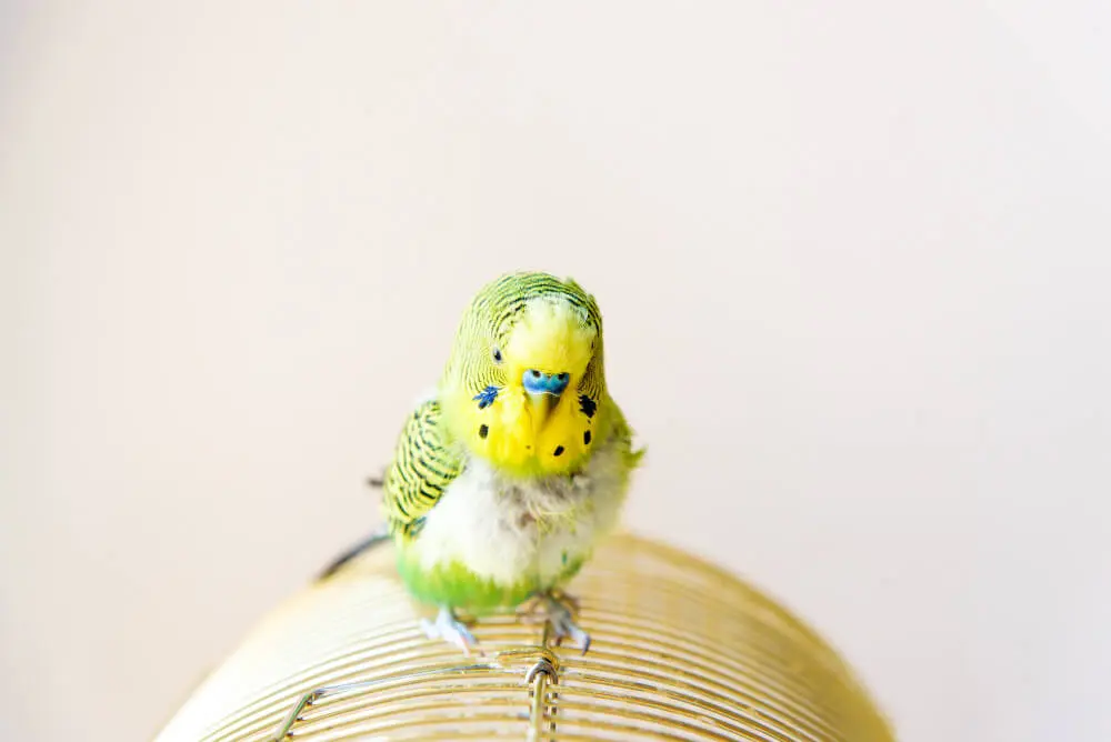 Budgerigar with visible signs of feather plucking sitting on a cage.