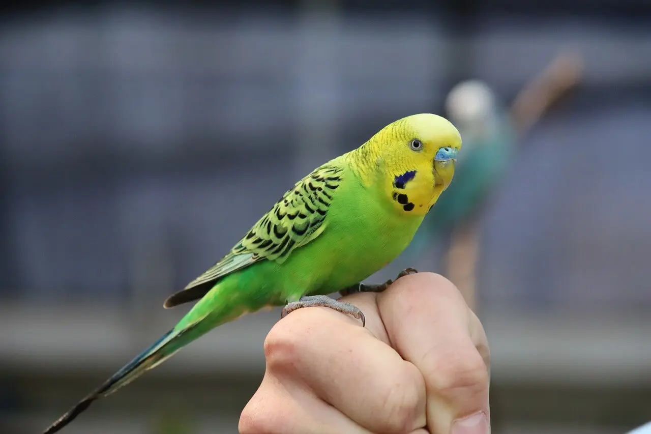 Calm green budgerigar perched on an owner’s hand.