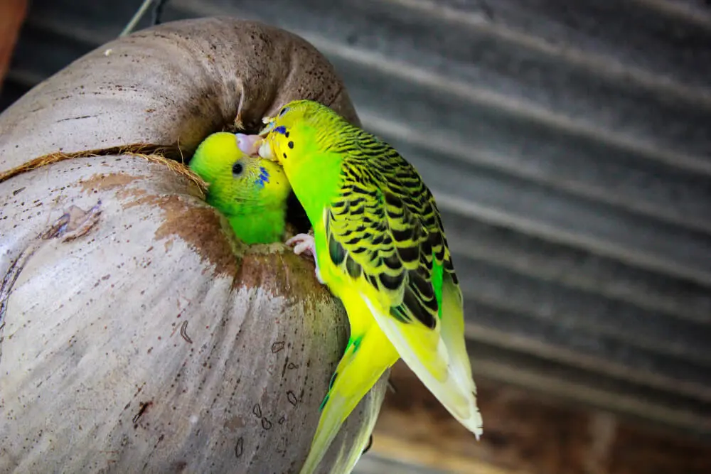 A male budgerigar feeding a female budgerigar inside a coconut shell nesting spot.