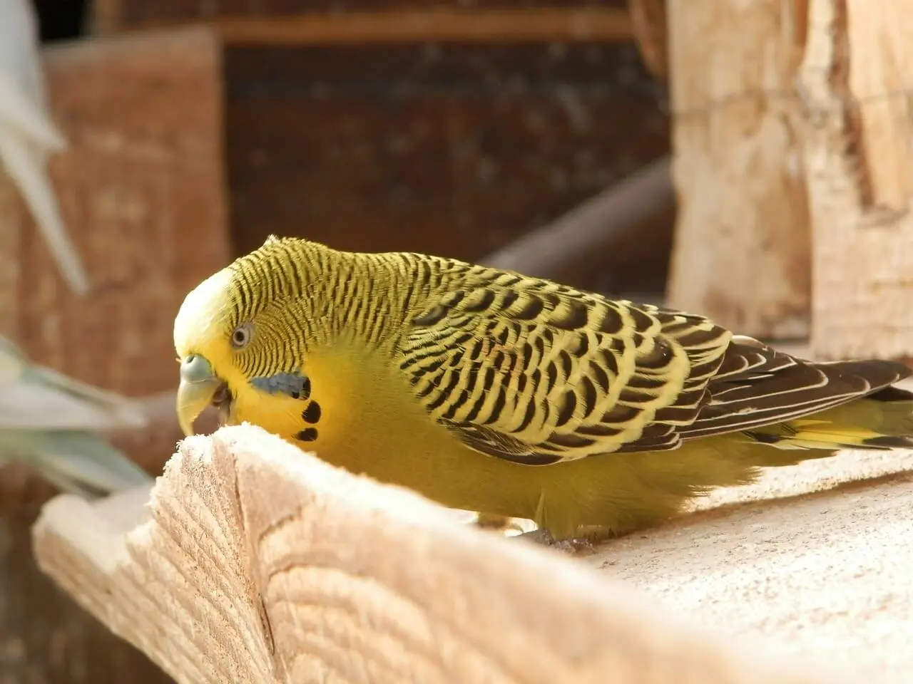 A budgerigar chewing on a wooden toy to maintain its beak.