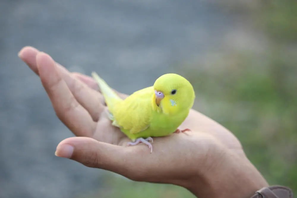 Hand holding a small yellow budgerigar in a serene outdoor setting.