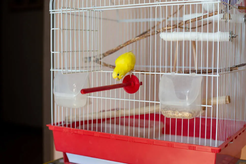 Yellow budgerigar inside a red and white cage looking out.