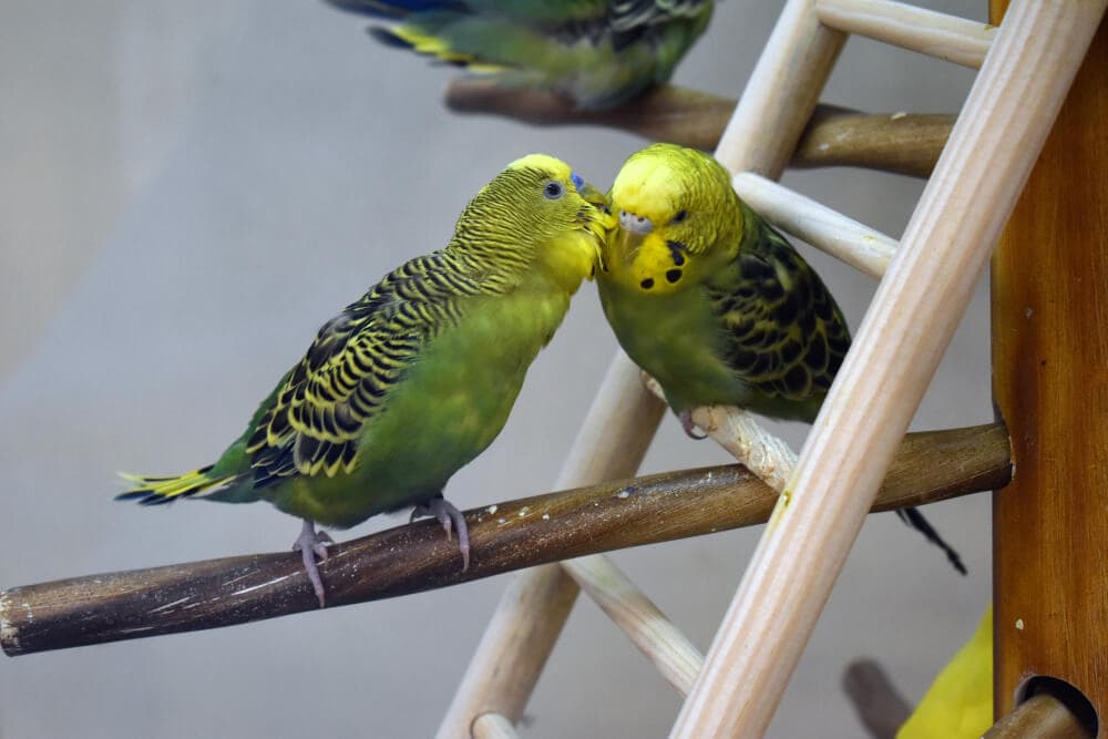 Two green budgerigars perched on a wooden ladder in their cage.