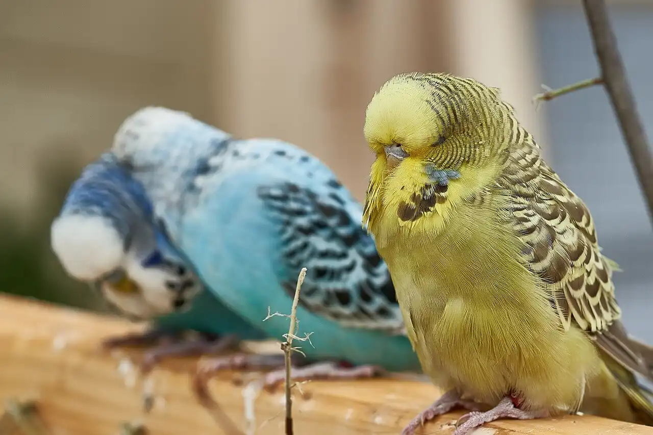 A lethargic yellow budgerigar perched next to a vibrant blue companion.