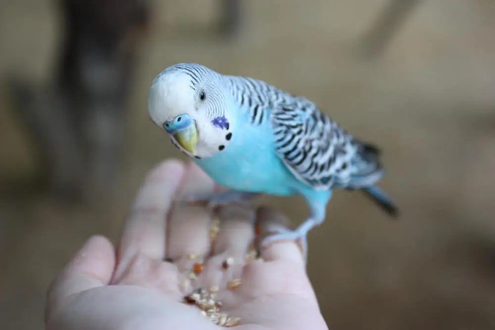 Person feeding and playing with a blue and yellow budgerigar.