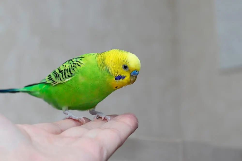 Green budgerigar perched on a human hand against a neutral background. 