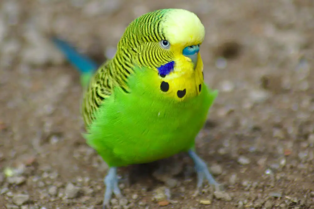 Green budgerigar standing alert and active on the ground.