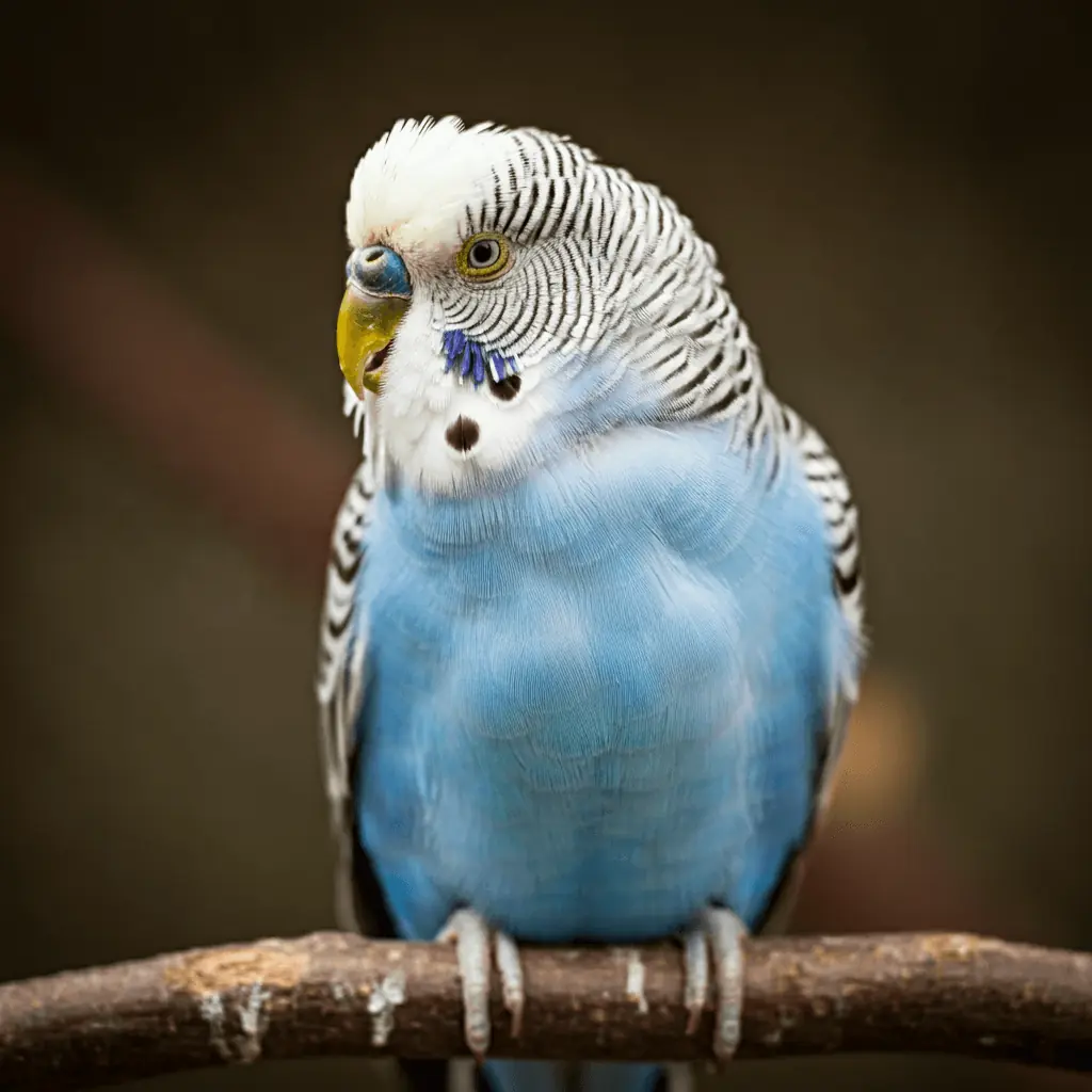 A blue budgerigar chirping on a perch in a quiet setting.