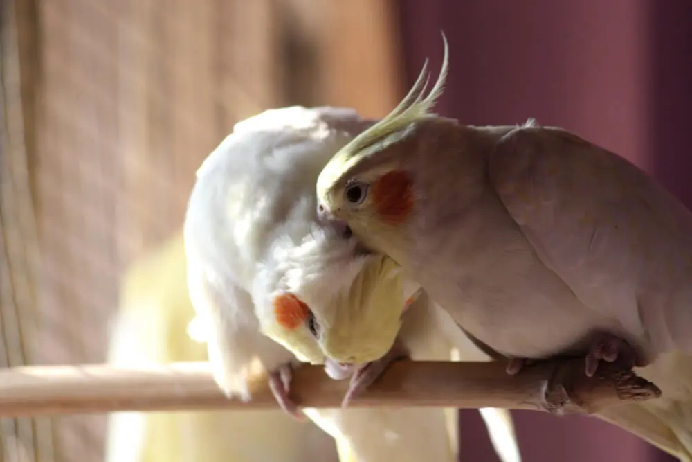 Two cockatiels bonding closely on a perch.