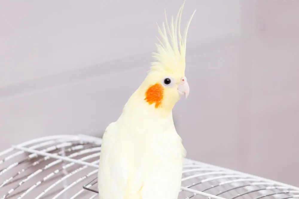 Curious cockatiel with its crest raised in an attentive posture.