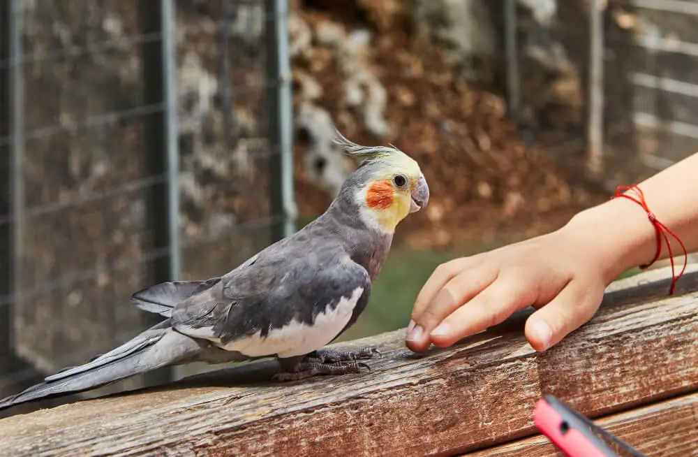 Cockatiel interacting with a person’s hand.