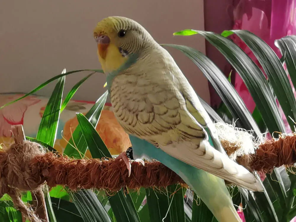 A spangle budgerigar perched on a rope in a naturalistic setting.