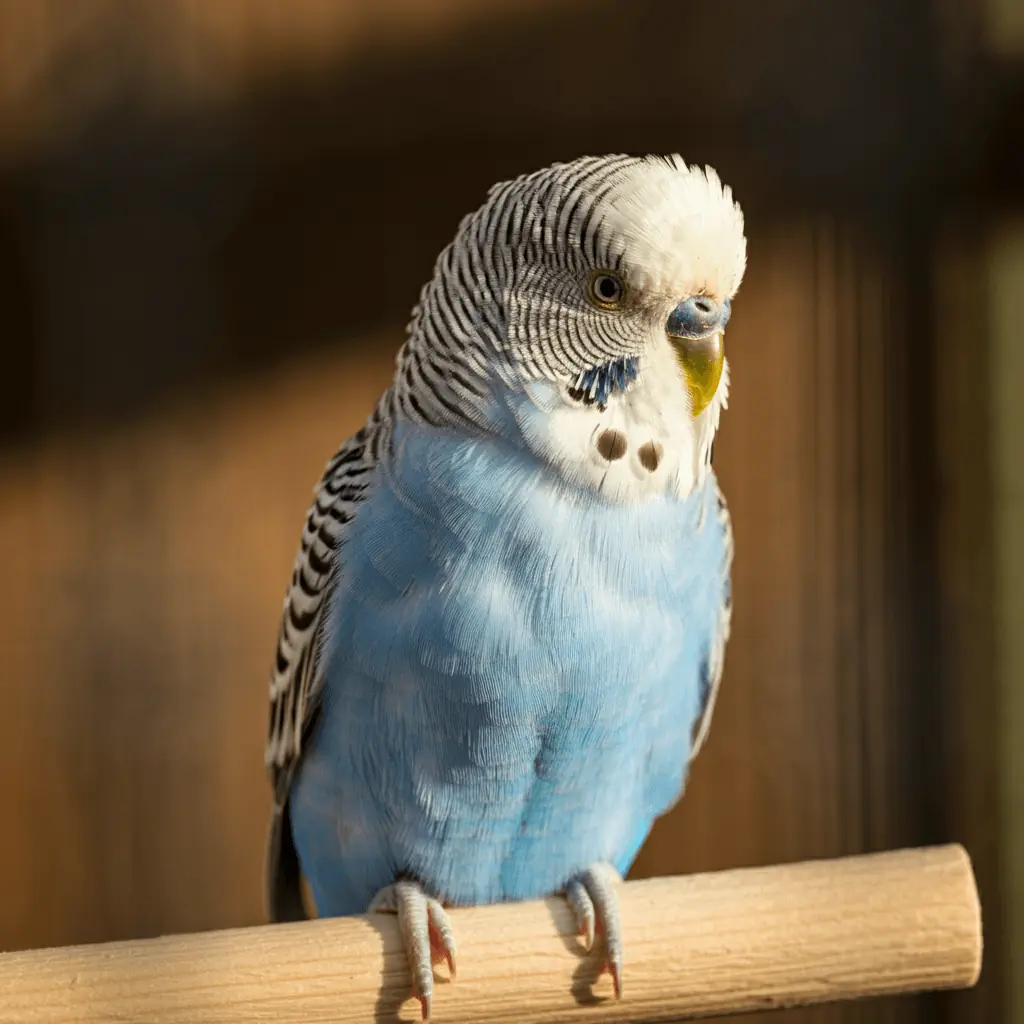 A healthy blue budgerigar with shiny, well-maintained feathers.