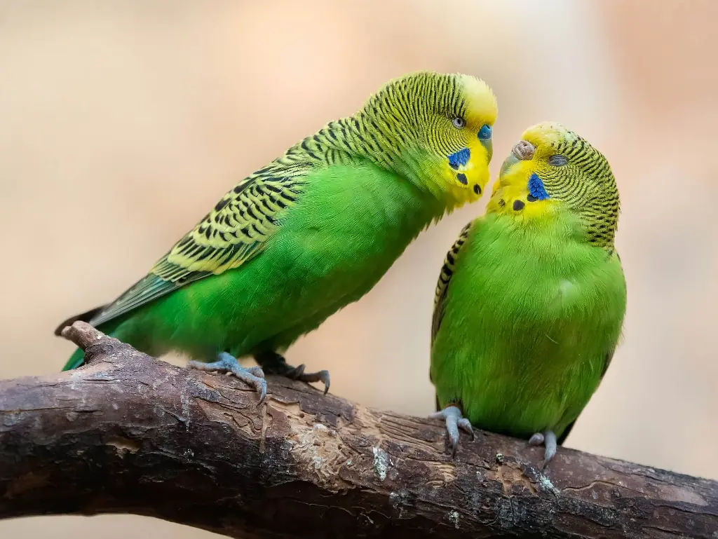 Two budgerigars sitting closely on a perch, showing signs of companionship.