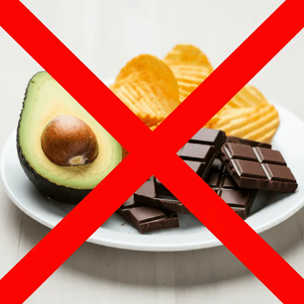 Plate with salty snacks, avocado and chocolate crossed out, indicating danger for cockatiels.